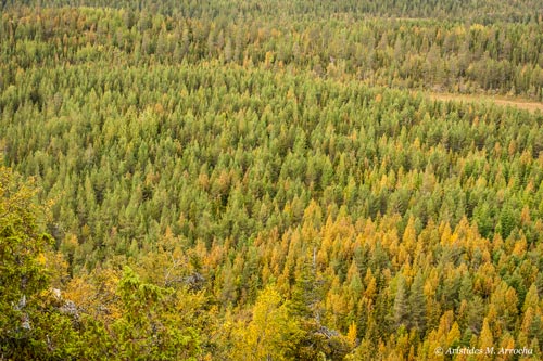 9. Karhunkierros Trail_Día 5. Finlandia