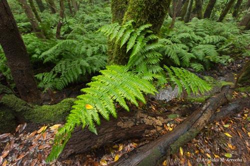 Ruta Pajarito-Cedro-Hermigua_2015.01.30