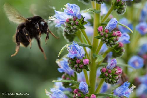 Valleseco, Laguna; 2014-03-02