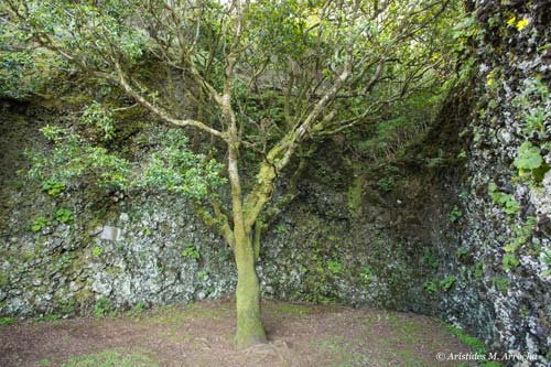 Camino Árbol Garoé_2015.04.02. El Hierro