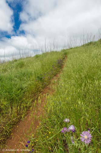 Ruta S. Mateo-Tres Piedras-Sta. Brígida_2015.04.19