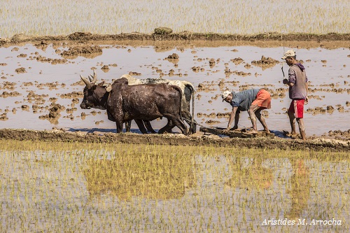 4. Antsirabe_Ambositra_18km Ambohimahasoa_2018.08.06