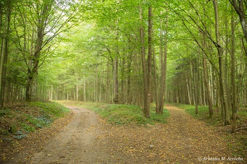 3. Bialowieza_Alrededores en bici_30.08.2016