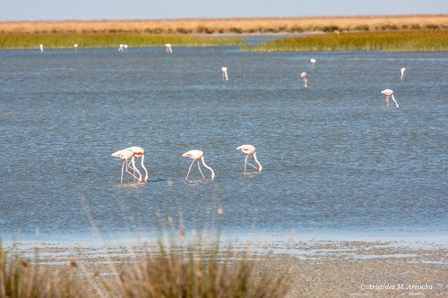 Doñana Sur_2013.06.21